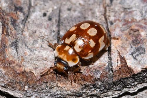 Myrrha octodecimguttata